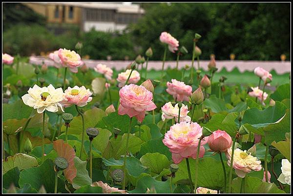 2024.05.25 新北三芝 ‧ 山豬堀荷花