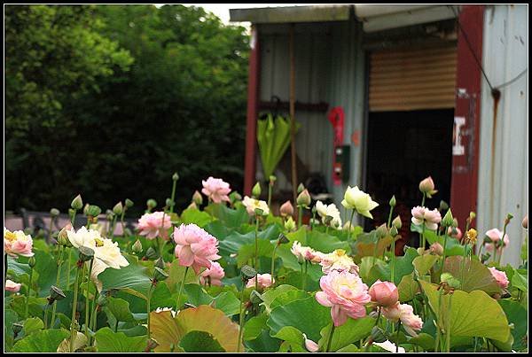 2024.05.25 新北三芝 ‧ 山豬堀荷花