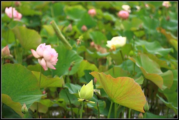 2024.05.25 新北三芝 ‧ 山豬堀荷花