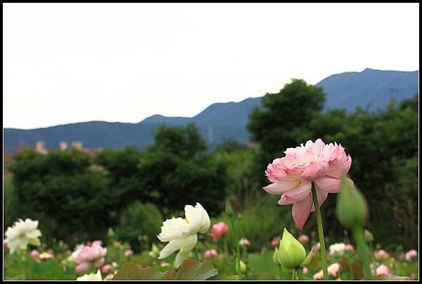 2024.05.25 新北三芝 ‧ 山豬堀荷花