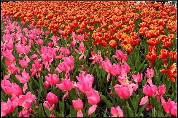 2018.02.11 后里中社花市‧拜訪鬱金香花海