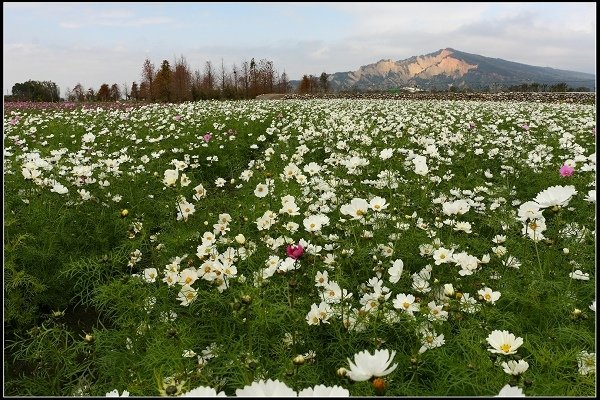 2018.02.11 后里中社花市‧拜訪鬱金香花海