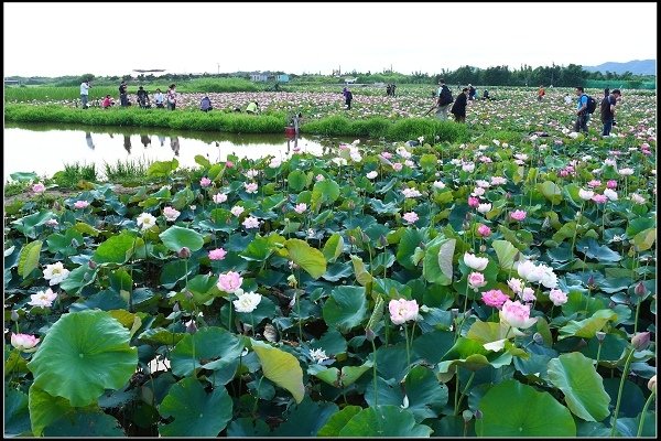 2018.06.10【荷花】金山 ‧ 牡丹蓮