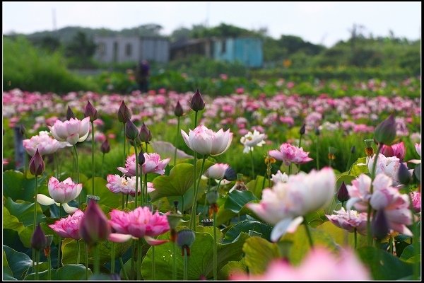 2018.06.10【荷花】金山 ‧ 牡丹蓮