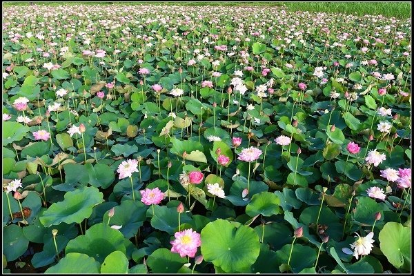 2018.06.10【荷花】金山 ‧ 牡丹蓮