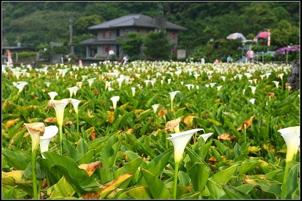 2018.05.19【繡球花】陽明山竹子湖‧大賞園