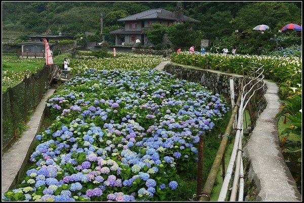 2018.05.19【繡球花】陽明山竹子湖‧大賞園