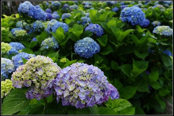 2018.05.19【繡球花】陽明山竹子湖‧大賞園