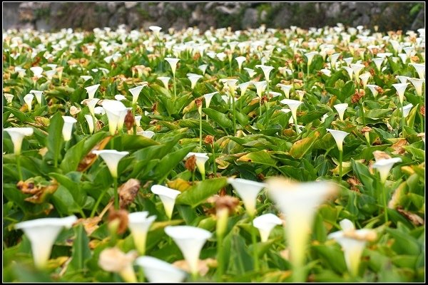 2018.05.19【繡球花】陽明山竹子湖‧大賞園