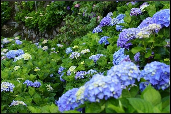 2018.05.19【繡球花】陽明山竹子湖‧大賞園