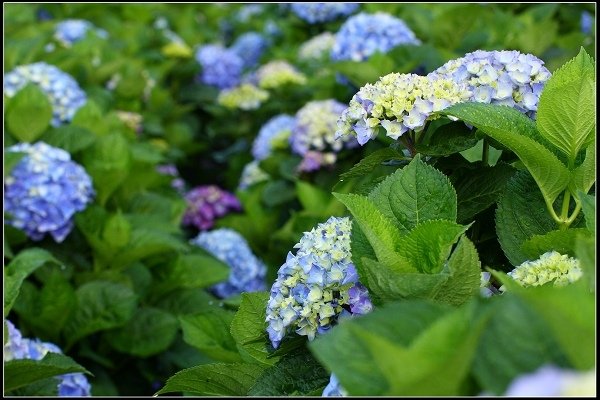 2018.05.19【繡球花】陽明山竹子湖‧大賞園