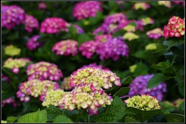 2018.05.19【繡球花】陽明山竹子湖‧大賞園