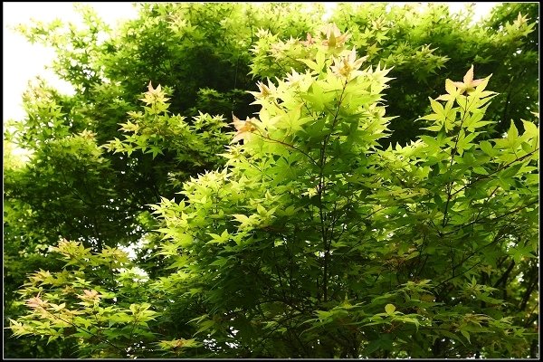 2018.04.22 【楓紅】陽明山‧台北奧萬大