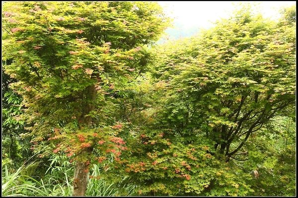 2018.04.22 【楓紅】陽明山‧台北奧萬大