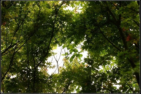 2018.04.22 【楓紅】陽明山‧台北奧萬大