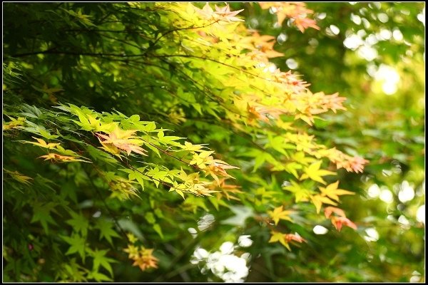2018.04.22 【楓紅】陽明山‧台北奧萬大