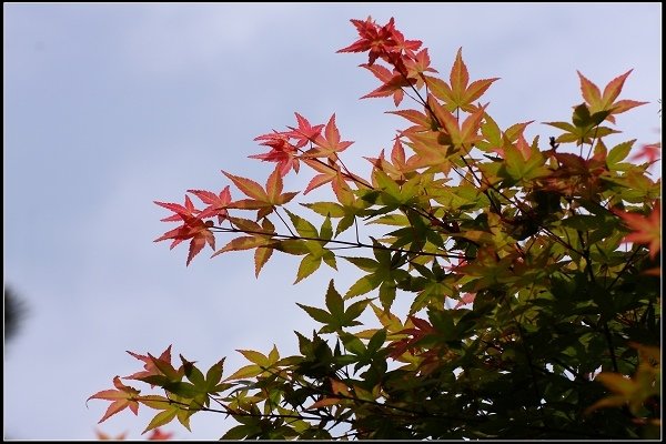 2018.04.22 【楓紅】陽明山‧台北奧萬大