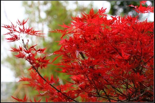 2018.04.22 【楓紅】陽明山‧台北奧萬大