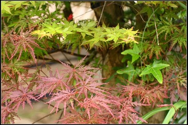 2018.04.22 【楓紅】陽明山‧台北奧萬大