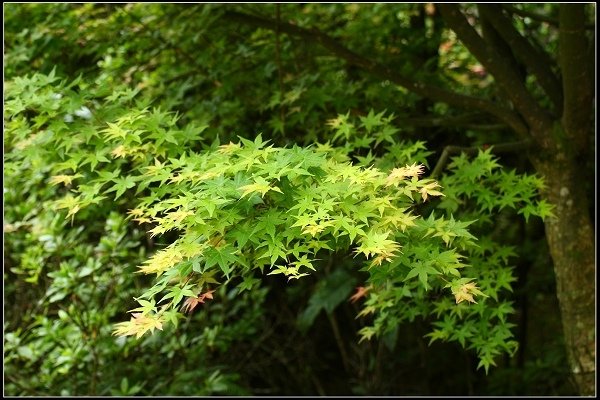 2018.04.22 【楓紅】陽明山‧台北奧萬大