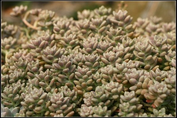 2018.04.06 三義‧雅聞香草植物工廠