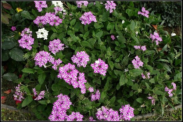 2018.04.06 三義‧雅聞香草植物工廠