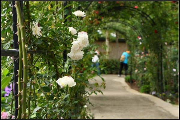 2018.04.06 三義‧雅聞香草植物工廠