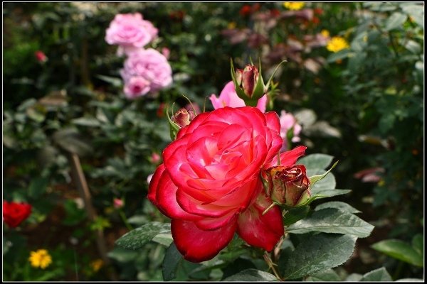 2018.04.06 三義‧雅聞香草植物工廠