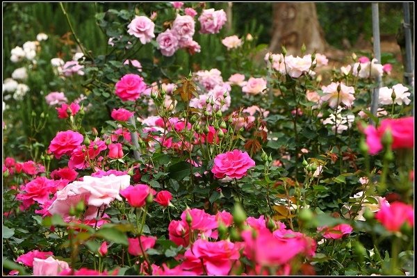 2018.04.06 三義‧雅聞香草植物工廠