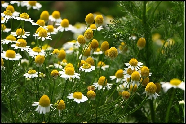 2018.04.06 三義‧雅聞香草植物工廠