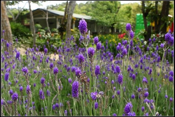 2018.04.06 三義‧雅聞香草植物工廠