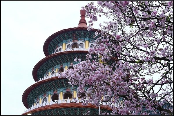 2018.03.18【櫻花】淡水天元宮