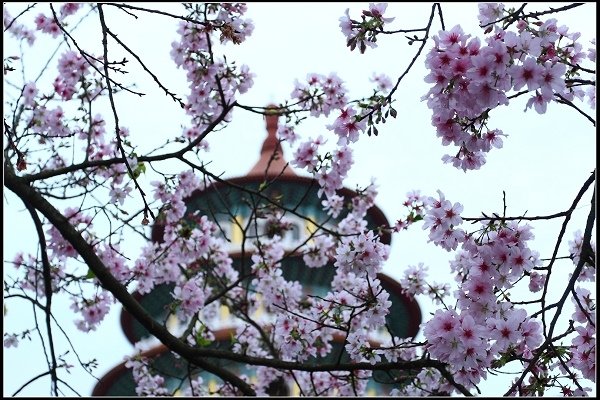 2018.03.18【櫻花】淡水天元宮
