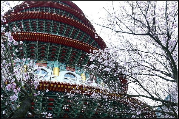 2018.03.18【櫻花】淡水天元宮