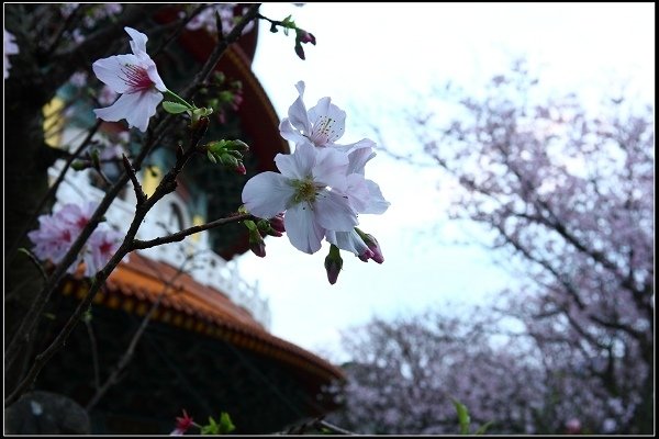 2018.03.18【櫻花】淡水天元宮