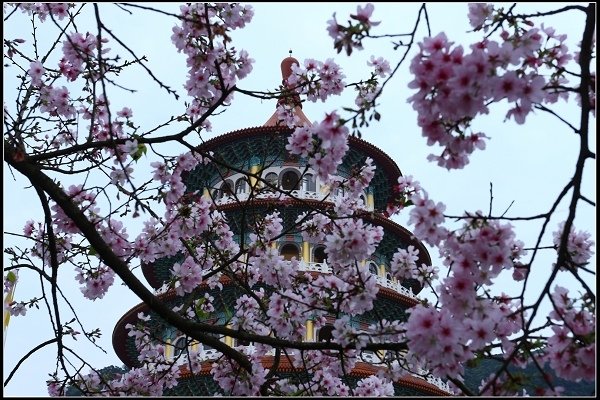 2018.03.18【櫻花】淡水天元宮