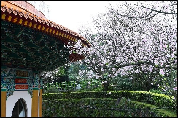 2018.03.18【櫻花】淡水天元宮