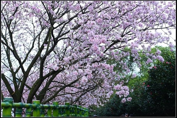 2018.03.18【櫻花】淡水天元宮