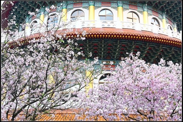 2018.03.18【櫻花】淡水天元宮