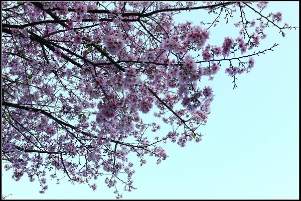 2018.03.18【櫻花】淡水天元宮