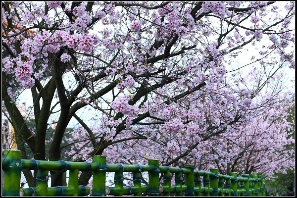 2018.03.18【櫻花】淡水天元宮