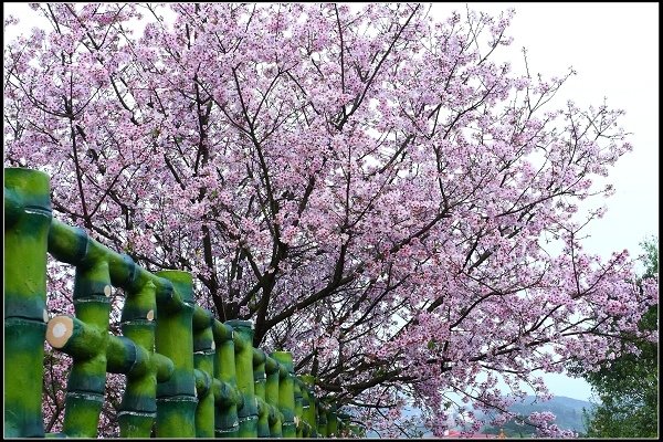 2018.03.18【櫻花】淡水天元宮