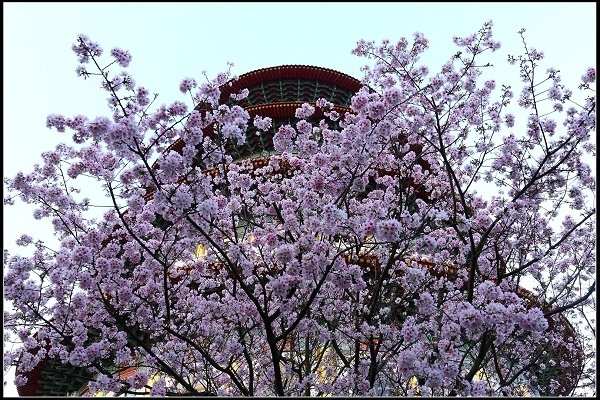2018.03.18【櫻花】淡水天元宮
