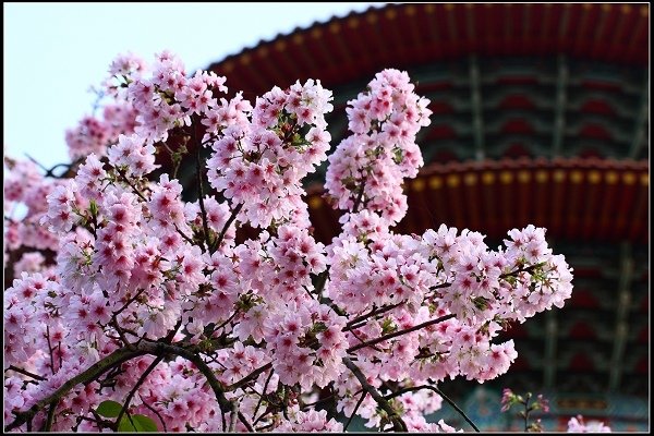 2018.03.18【櫻花】淡水天元宮
