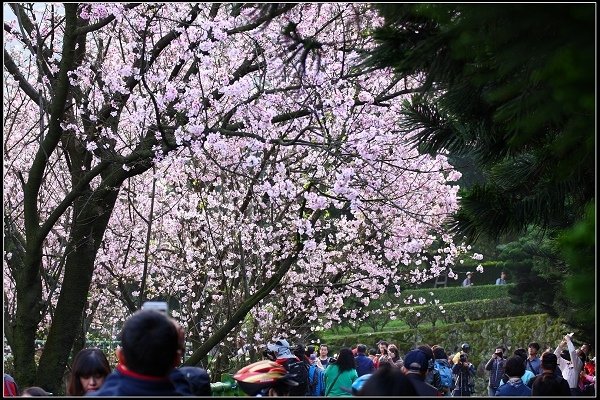 2018.03.18【櫻花】淡水天元宮
