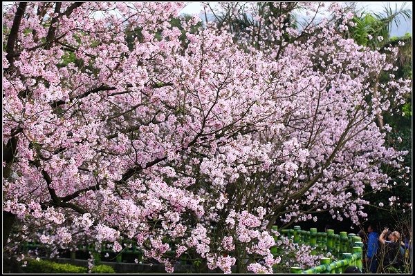 2018.03.18【櫻花】淡水天元宮