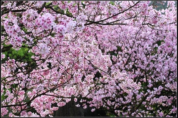 2018.03.18【櫻花】淡水天元宮