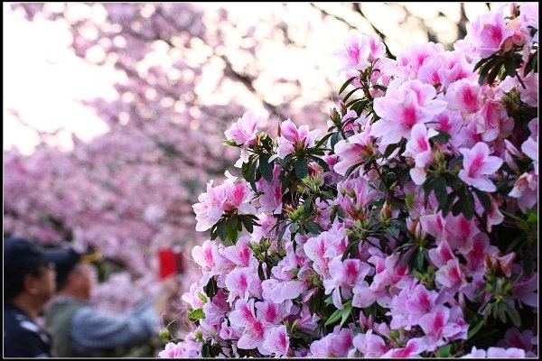 2018.03.18【櫻花】淡水天元宮