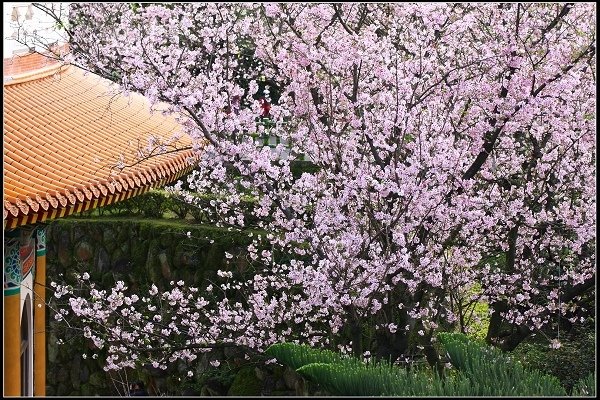 2018.03.18【櫻花】淡水天元宮