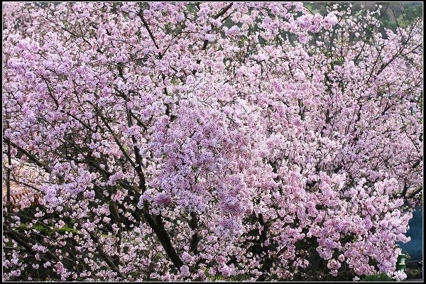 2018.03.18【櫻花】淡水天元宮